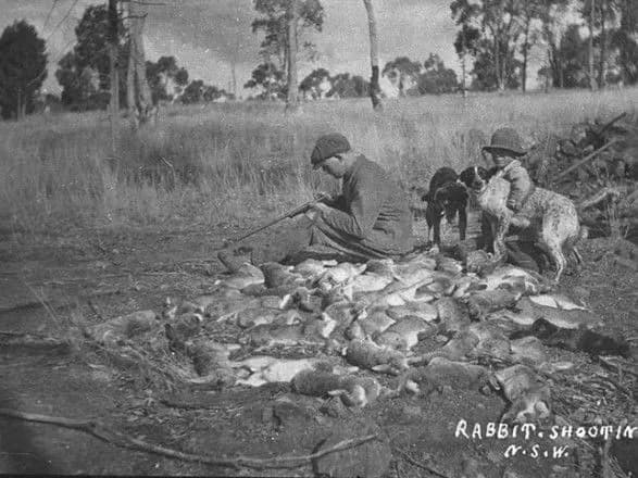 u-noviy-zelandiyi-zadlya-borotbi-z-krolikami-vipustyat-u-diku-prirodu-noviy-shtam-virusu