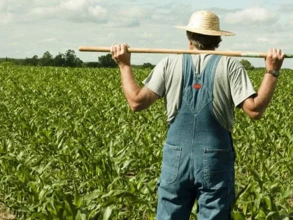 u-minagropolitiki-nazvali-umovu-efektivnogo-funktsionuvannya-rinku-zemli