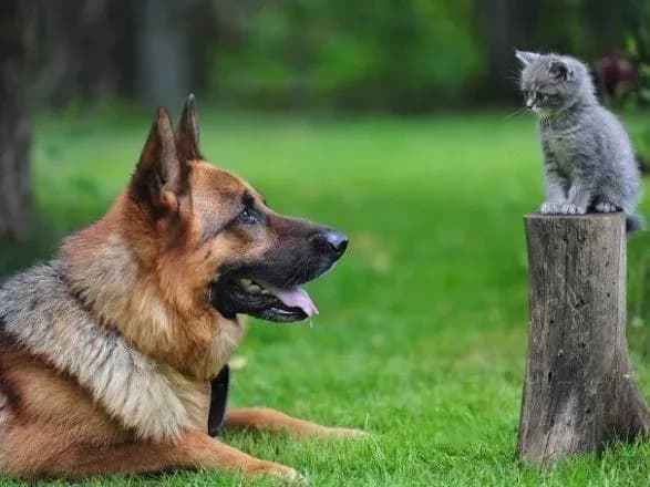 odeska-vchitelka-sobaka-yakoyi-rozirvala-kishku-zvilnilas