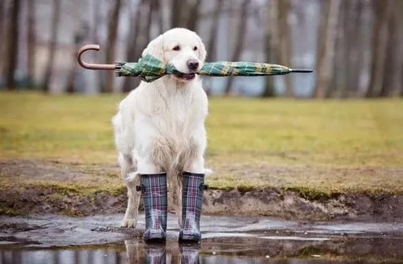 zavtra-v-ukrayini-prodovzhatsya-doschi