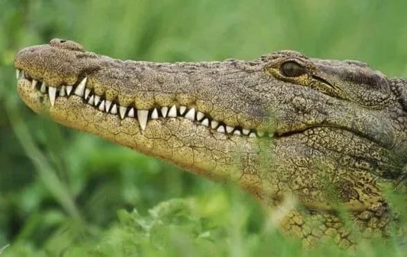 v-efiopiyi-krokodil-ubiv-svyaschenika-pid-chas-obryadu-khreschennya