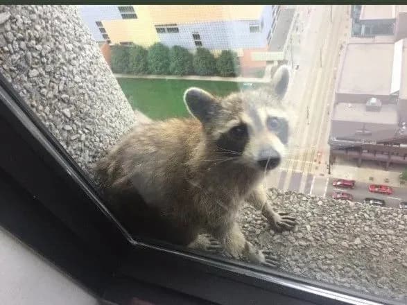 u-ssha-yenot-pidkoriv-visotnu-budivlyu-i-stav-zirkoyu-twitter