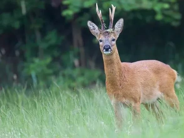 cholovik-zaplativ-32-tisyachi-griven-shtrafu-za-vbivstvo-kosuli