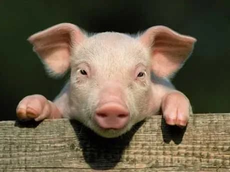 rosiya-vvazhaye-ukrayinu-vinnoyu-v-poshirenni-achs-v-yes