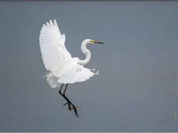 chorni-ornitologi-vivezli-z-ukrayini-180-tisyach-osobin-dikikh-ptakhiv