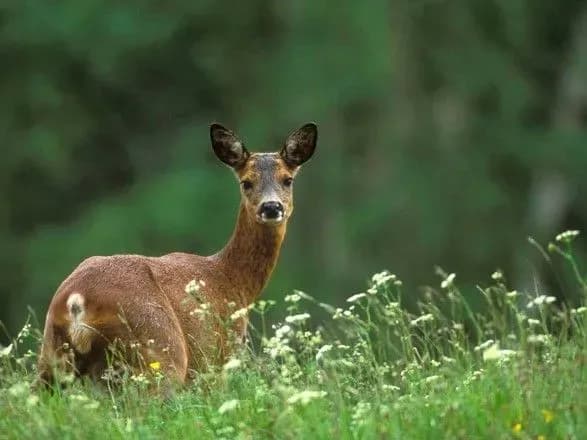 u-polschi-avtobus-vtrapiv-u-dtp-schob-ne-zbiti-kosulyu-ye-poraneni