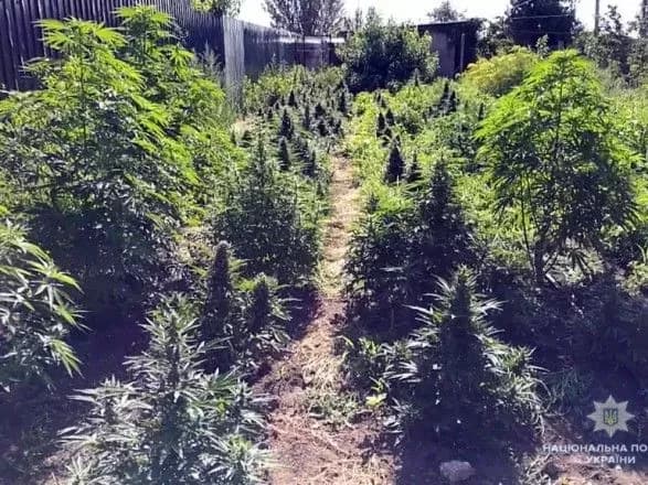 na-khersonschini-politseyski-viyavili-narkoplantatsiyu-na-700-tisyach-griven