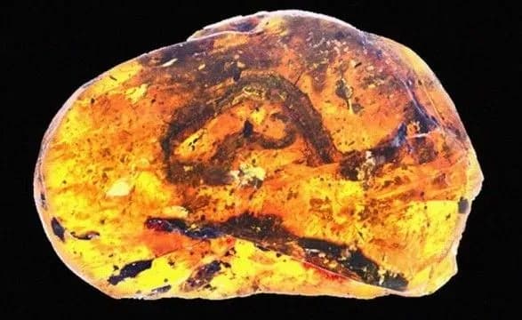 vcheni-vpershe-znayshli-v-burshtini-predka-suchasnikh-zmiy