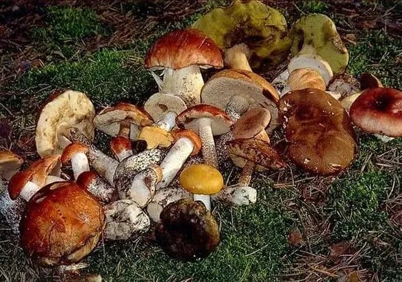 na-kirovogradschini-dvoye-zhinok-potrapili-do-reanimatsiyi-cherez-otruyennya-gribami