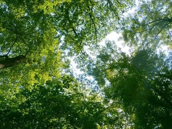 u-pavlogradi-cholovik-vipav-z-balkonu-i-zastryag-u-gilkakh-dereva