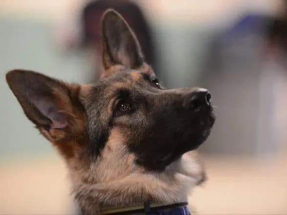 u-kiyevi-sluzhbova-vivcharka-rozshukala-paliya-avto