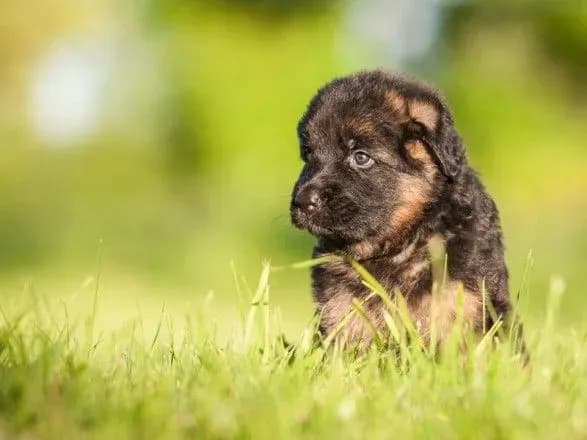 u-kiyevi-muchitelya-tvarin-prityagli-do-sudu-za-vbivstvo-tsutsenyati