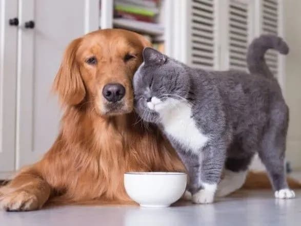 rkotolyubi-proti-sobachnikiv-kogo-voliyut-trimati-vdoma-u-ssha