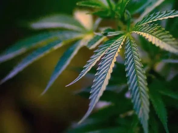 spivrobitnik-kiyivskogo-sizo-nosiv-z-domu-travku-dlya-vyazniv