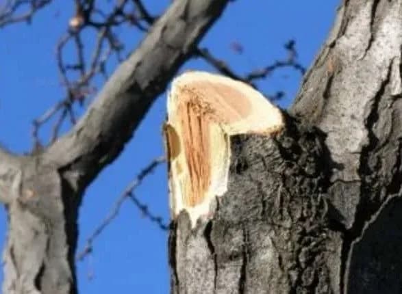 vpav-iz-dereva-na-donechchini-seryozno-travmuvavsya-8-richniy-khlopchik