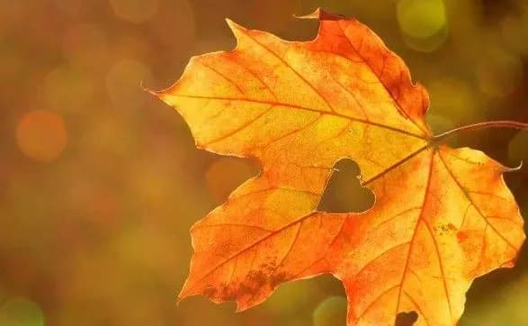 u-kiyevi-na-paliyiv-listya-i-smittya-chekayut-visoki-shtrafi