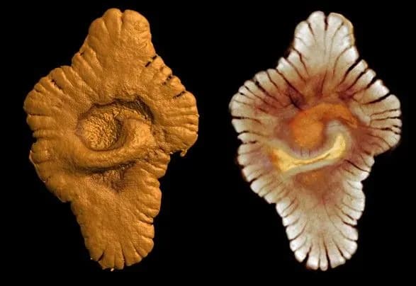 arkheologi-znayshli-ostanki-tvarini-yakiy-558-mln-rokiv