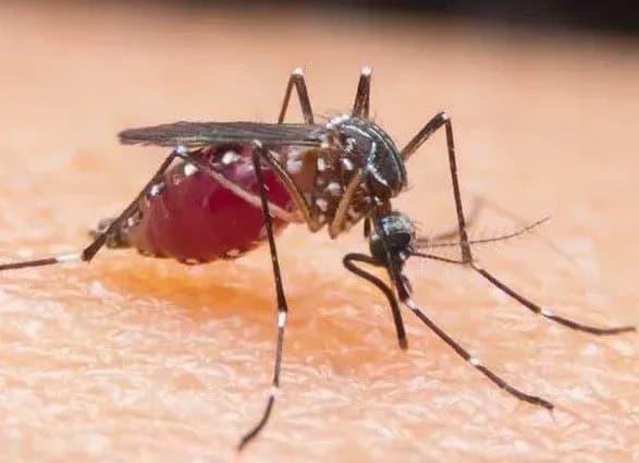 moz-tunisu-pidtverdiv-pershu-smert-vid-likhomanki-zakhidnogo-nilu