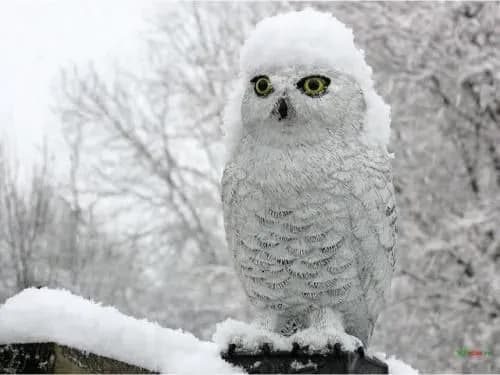 tsogo-tizhnya-zakhid-ukrayini-zasiple-mokrim-snigom