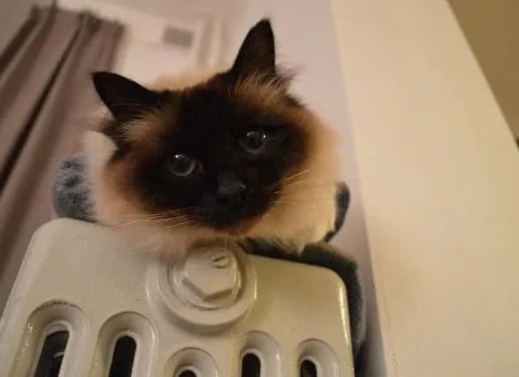 blizko-5-kiyan-zalishayutsya-bez-garyachoyi-vodi-cherez-avariyi-na-merezhakh