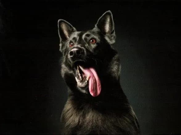 sluzhbovi-sobaki-pozuyut-dlya-schorichnogo-politseyskogo-kalendarya-u-vankuveri