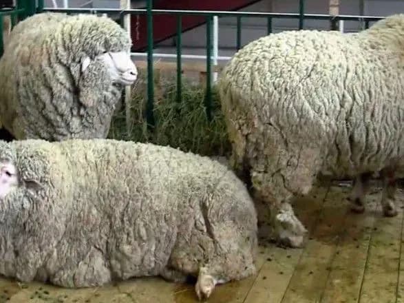 ovets-yakikh-dva-tizhni-morili-golodom-u-zakritikh-konteynerakh-u-portu-chornomorsk-znischat