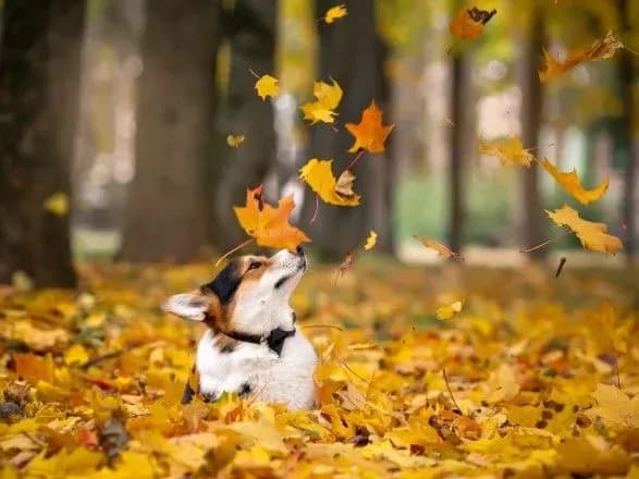 tizhden-v-ukrayini-rozpochnetsya-bez-istotnikh-opadiv