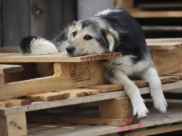 rada-provalila-zaboronu-masovoyi-evtanaziyi-bezpritulnikh-tvarin-nardep