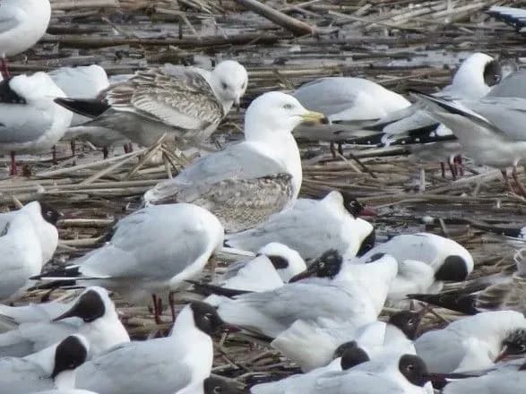 na-stavok-pid-ternopolem-priletili-khvori-chayki