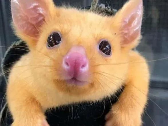 v-avstraliyi-znayshli-dviynika-pikachu