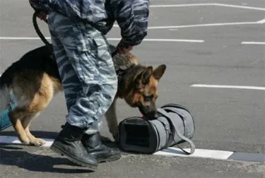 sluzhbovi-sobaki-dopomogli-rozshukati-u-zhitli-retsidivista-granatomet