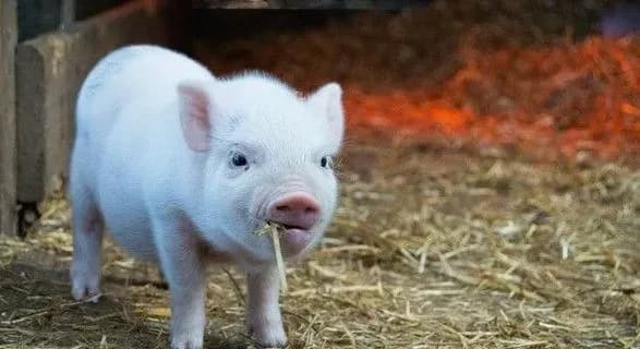 derzhava-zaborguvala-fermeram-ponad-27-mln-grn-kompensatsiy-za-achs-deputat