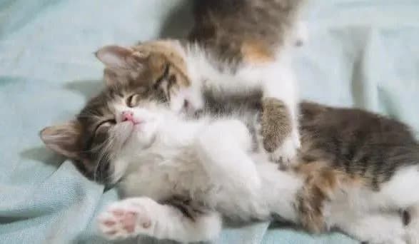 pyaniy-cholovik-vikinuv-koshenyat-z-vikna-bagatopoverkhivki