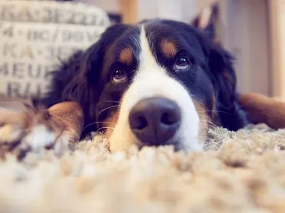 u-ssha-na-strakhuvannya-domashnikh-tvarin-u-2018-rotsi-vitratili-72-mlrd-dolariv