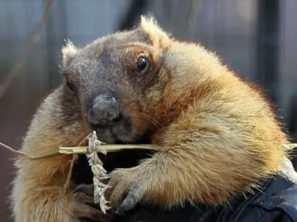 babak-timko-dav-prognoz-na-vesnu