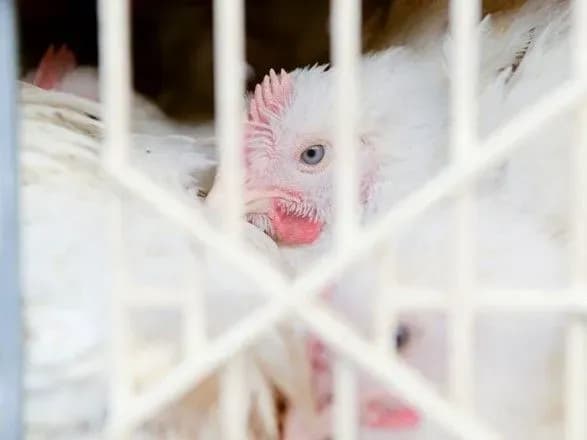 ptakhivniki-viznani-nayaktivnishimi-gravtsyami-myasnogo-rinku