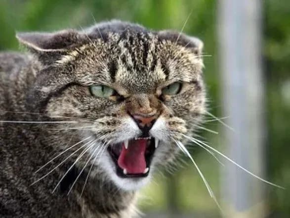 naybilshe-vipadkiv-skazu-minulogo-roku-zareyestruvali-u-vinnitskiy-oblasti