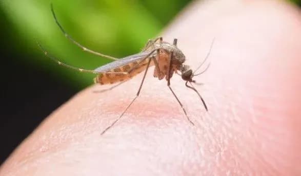 u-dvokh-kiyan-viyavili-likhomanku-chikungunya