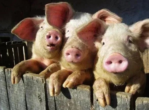 tvarinniki-nazvali-prichinu-krizi-achs-v-ukrayini