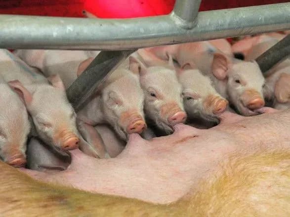 cherez-shist-rokiv-achs-v-ukrayini-nemaye-natsionalnoyi-programi-borotbi-z-khvoroboyu