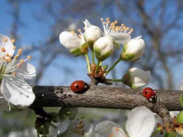 sinoptiki-dali-prognoz-pogodi-na-8-bereznya