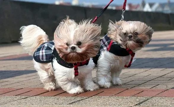 zhiteliv-kiyivschini-poperedili-pro-silniy-viter-na-8-bereznya