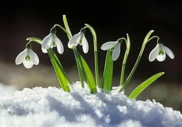 u-natsionalnomu-parku-na-lvivschini-zatsvili-proliski