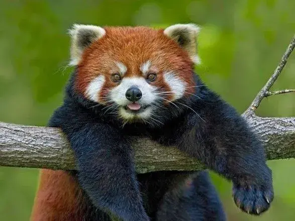 iz-zooparku-frantsiyi-znikla-ridkisna-chervona-panda