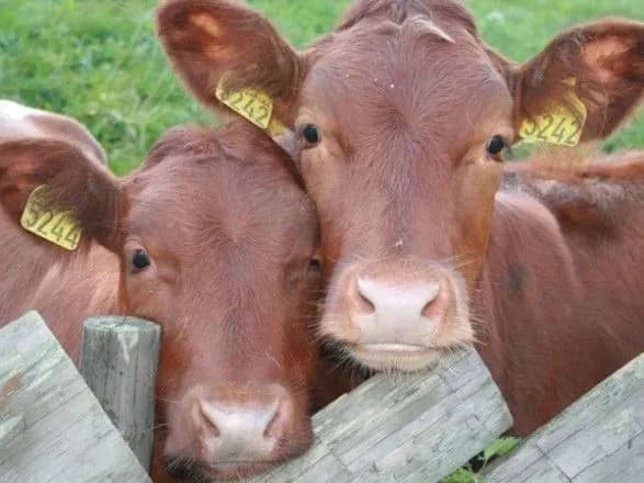 radu-prosyat-ne-galmuvati-eksport-ta-zminiti-radyansku-identifikatsiyu-tvarin