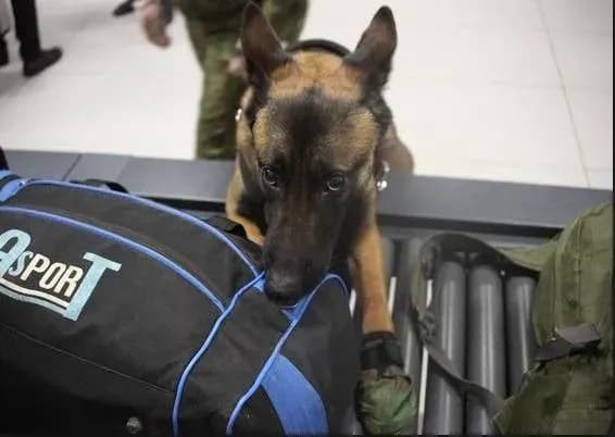 u-kanadi-do-borotbi-z-achs-doluchat-sobak