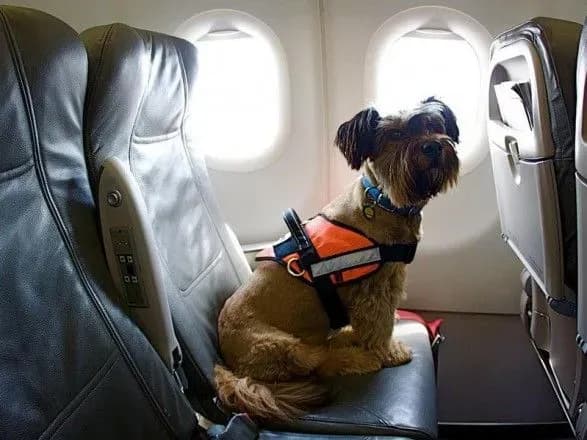 perevoziti-domashnikh-ulyublentsiv-do-yes-stane-prostishe-derzhprodspozhivsluzhba