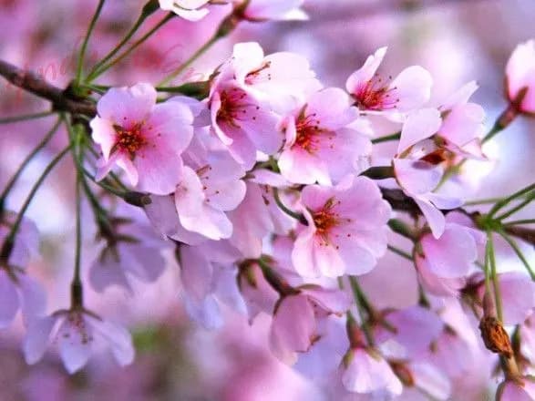 sinoptik-rozpovila-koli-v-uzhgorodi-zatsvite-sakura