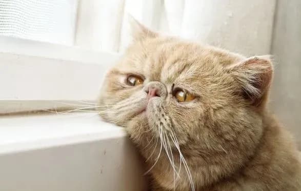 koti-mozhut-rozpiznavati-svoye-imya-vcheni