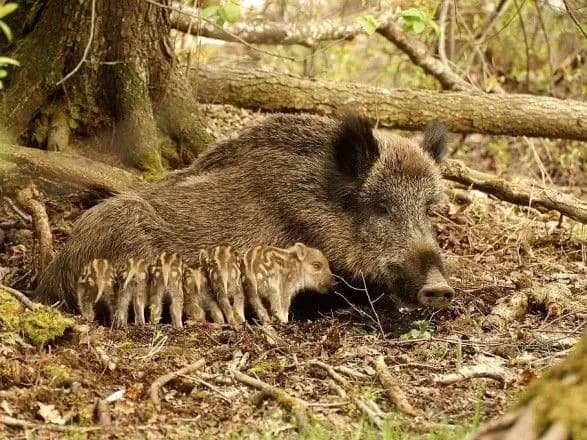 v-ukrayini-u-minulomu-rotsi-zafiksovano-ponad-40-vipadkiv-brakonyerstva
